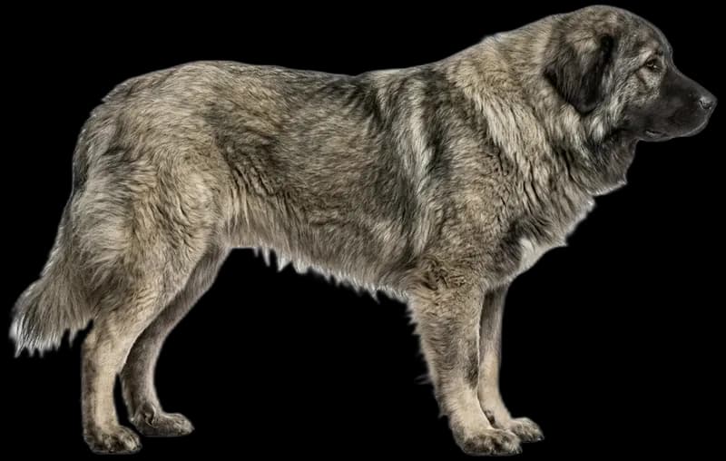 Caucasian Shepherd Dog