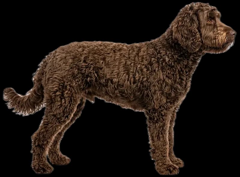 Labradoodle