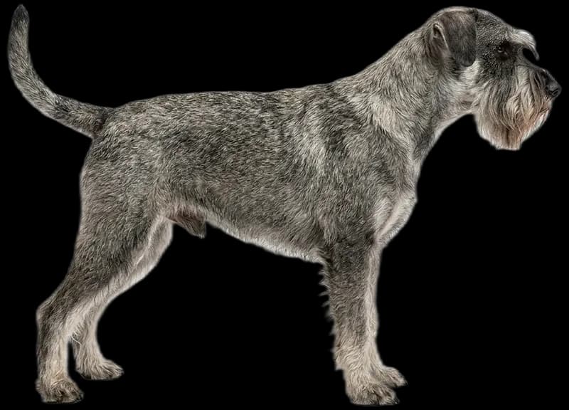 Standard Schnauzer