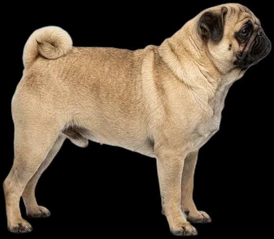 Pug