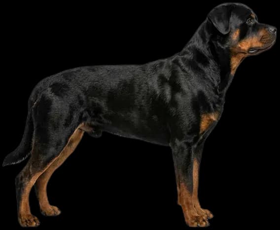 Rottweiler