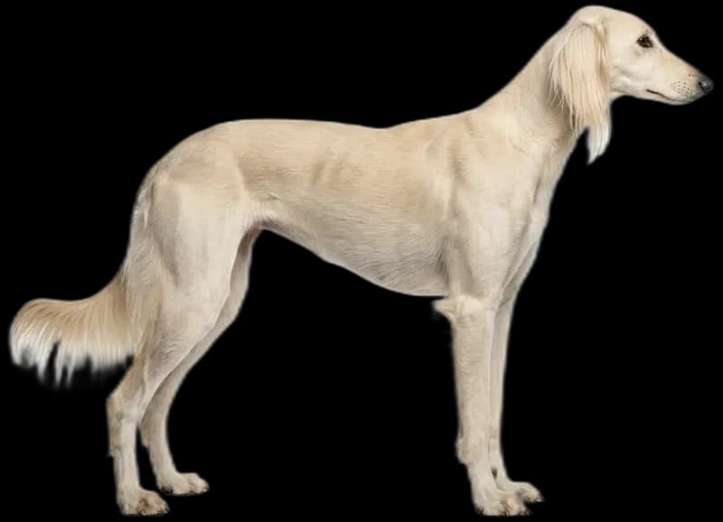 Saluki