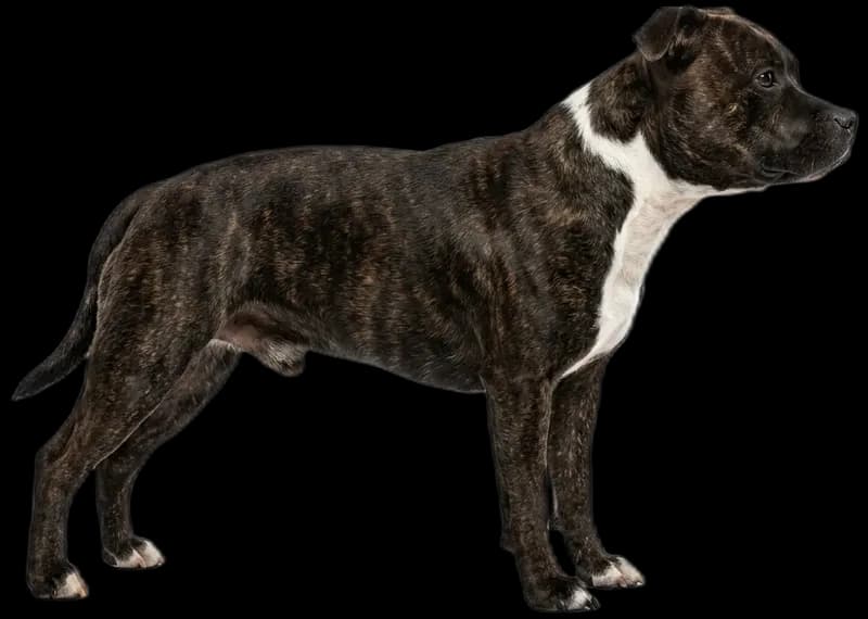 Staffordshire Bull Terrier