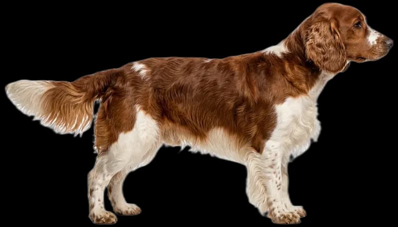 Welsh Springer Spaniel