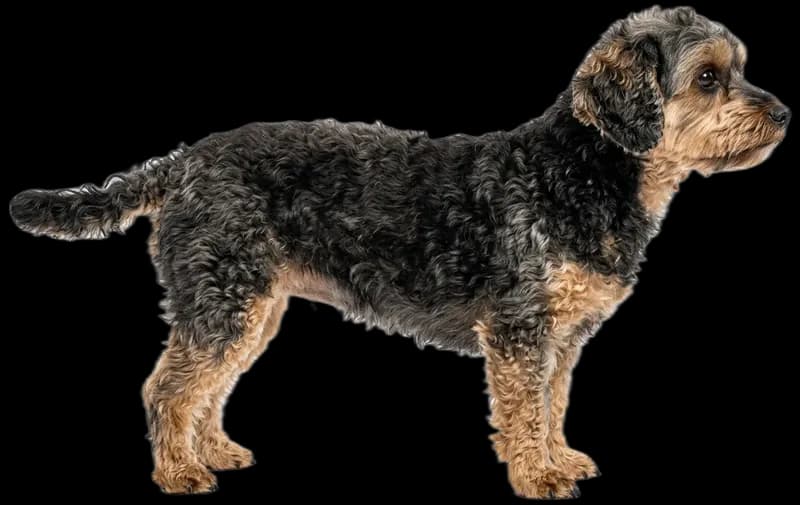 Yorkipoo